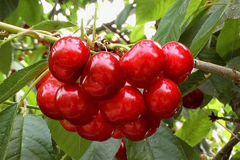 At 300 Euros a Kilo, Cherries Glamour Unveils the World’s Priciest EU March-Harvested Cherries