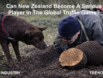 Can New Zealand Become a Serious Player in the Global Truffle Game? visual media slide.