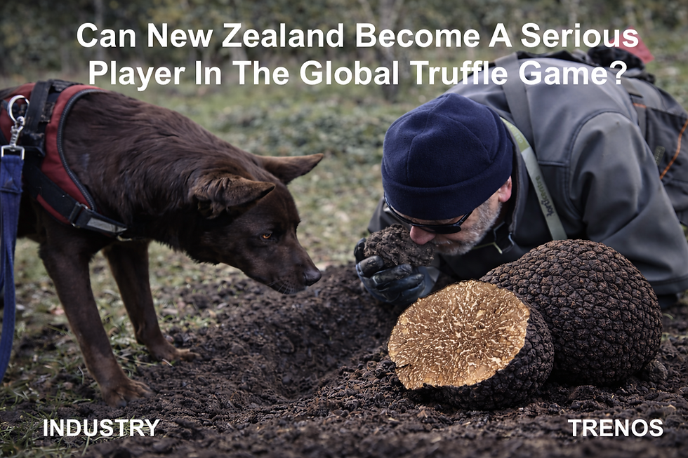 Can New Zealand Become a Serious Player in the Global Truffle Game? visual media slide.