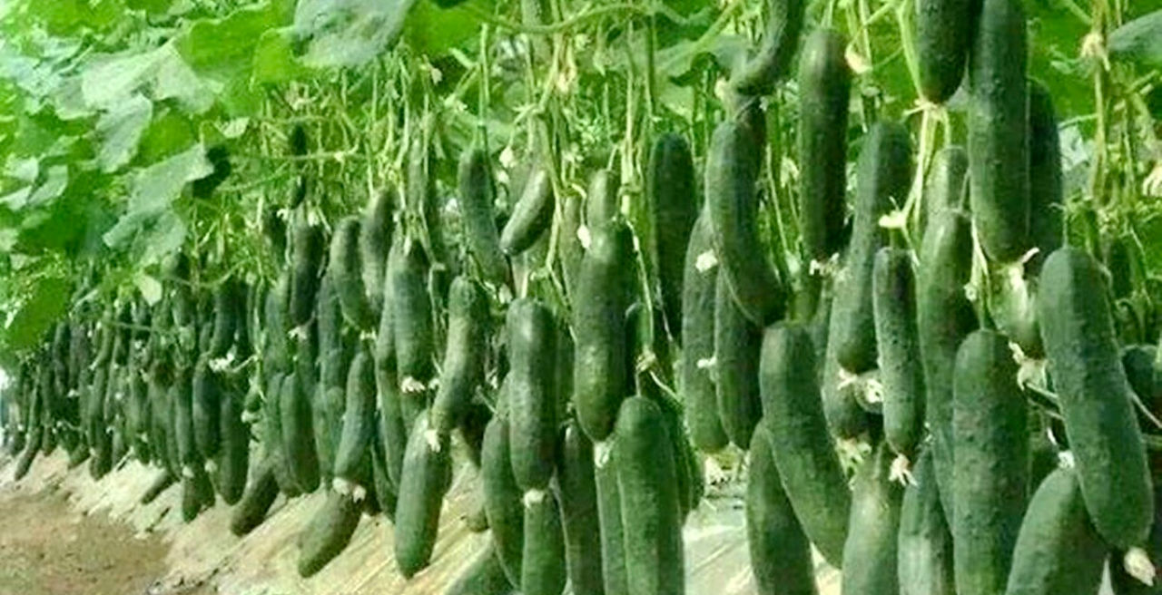 Vertically farmed cucumbers 
