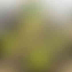 GreenOnyx - WANNA Greens