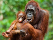 Orangutang Rejoice As Sustainable Bio Equivalent For Palm Oil Becomes Real