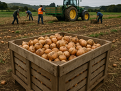 PFN Ai Archives showing onion harvesting at Pukekohe, New Zealand