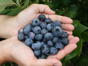 El Niño Sweetens the Season as Kiwi Blueberry Harvest Promises a Juicy Bumper Crop