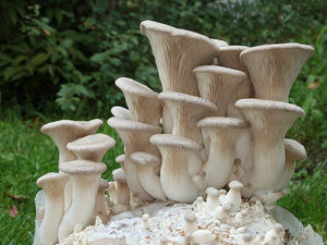 A Star Trek Reality Powered by Mushrooms with Cornell's Biohybrid Robots