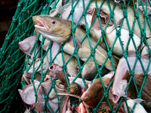 Promising Upward Trend in the Global Plant-Based Seafood Sector Led by Sustainability