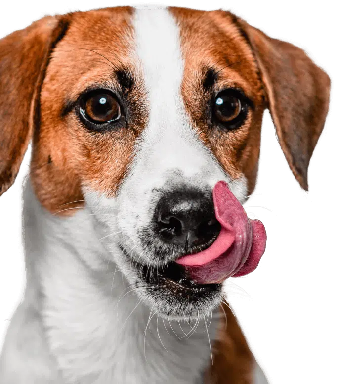 meatly dog