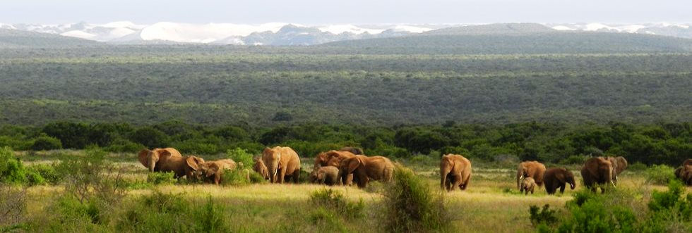 Thumbnail: Amazing South African Safari for 2