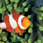 Clownfish