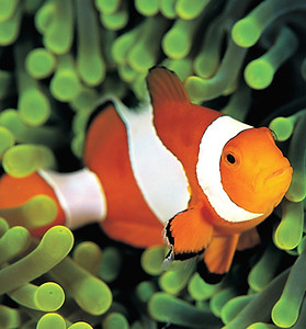 Clownfish