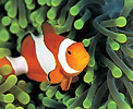 Clownfish