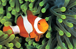 Clownfish