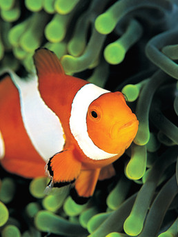 Just Keep Swimming