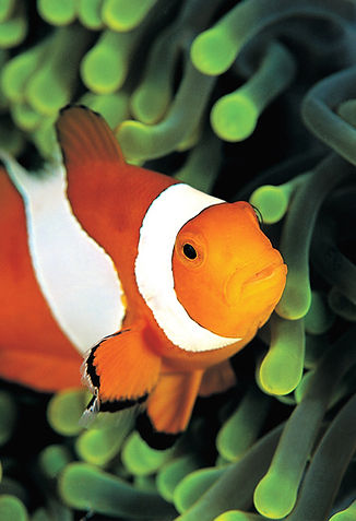Clownfish In Anemone