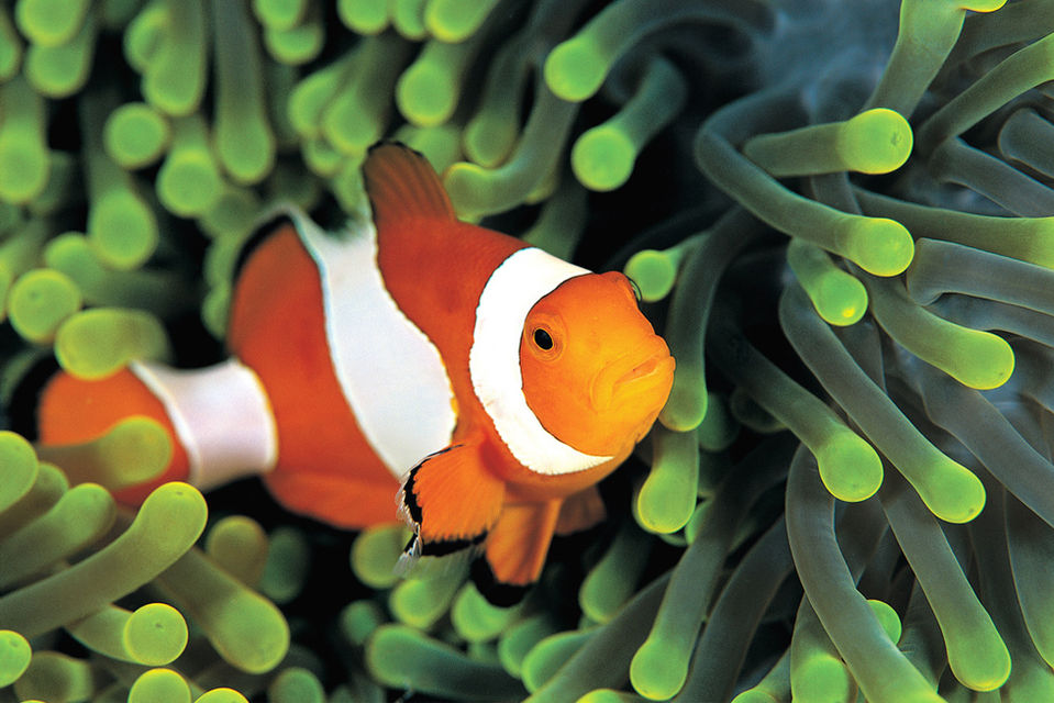 Biodiversität, Tiere, Ökosystem, Ökosystemdienstleistung