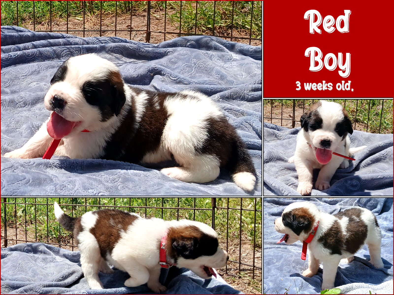 St. Bernard Puppy, RED BOY