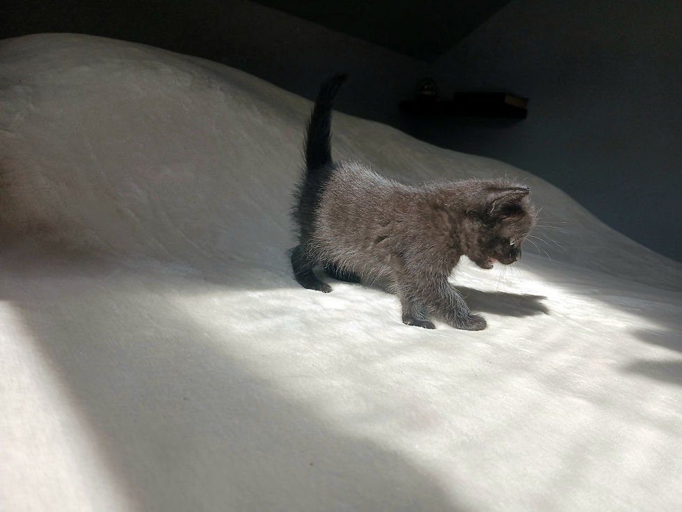Thumbnail: Kitten D (boy) Maine Coon Cross