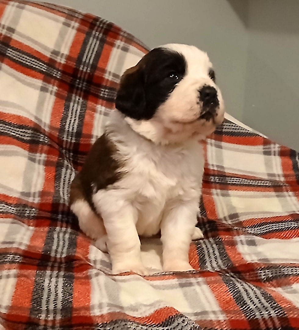 Thumbnail: St. Bernard Puppy, LIME GREEN GIRL