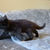 Thumbnail: Kitten H (boy) Maine Coon Cross