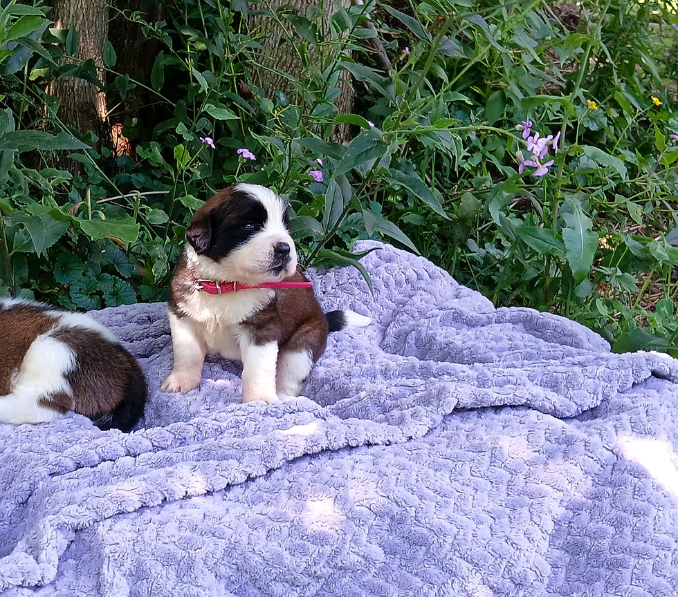 Thumbnail: St. Bernard Puppy, DARK PINK GIRL