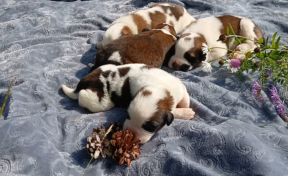 The 4 Girls
