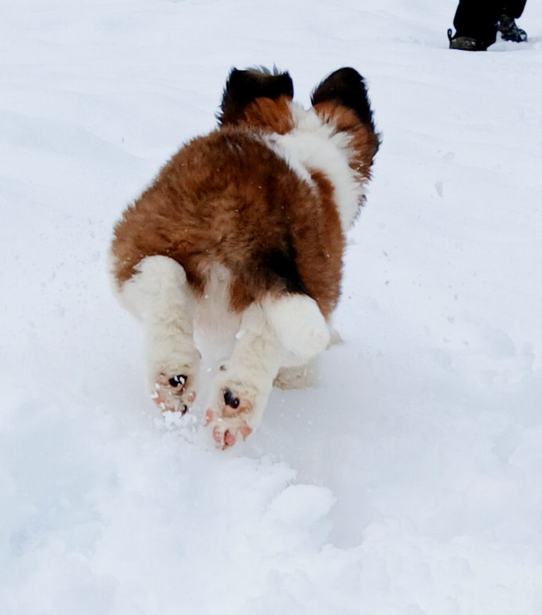 Thumbnail: St. Bernard Puppy, EXTRA BOY