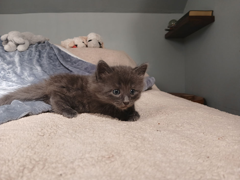 Thumbnail: Kitten K (boy) Maine Coon Cross