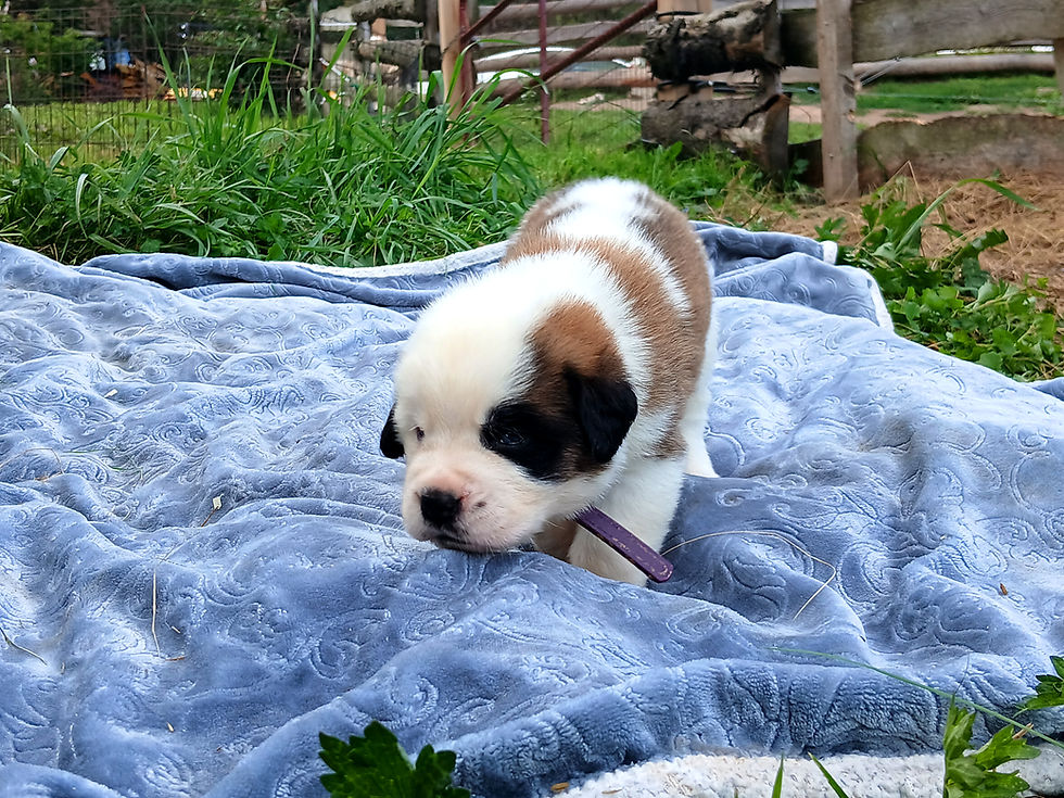 Thumbnail: St. Bernard Puppy, DARK PURPLE GIRL