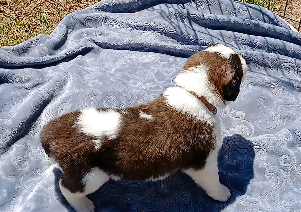 Thumbnail: St. Bernard Puppy, BROWN BOY