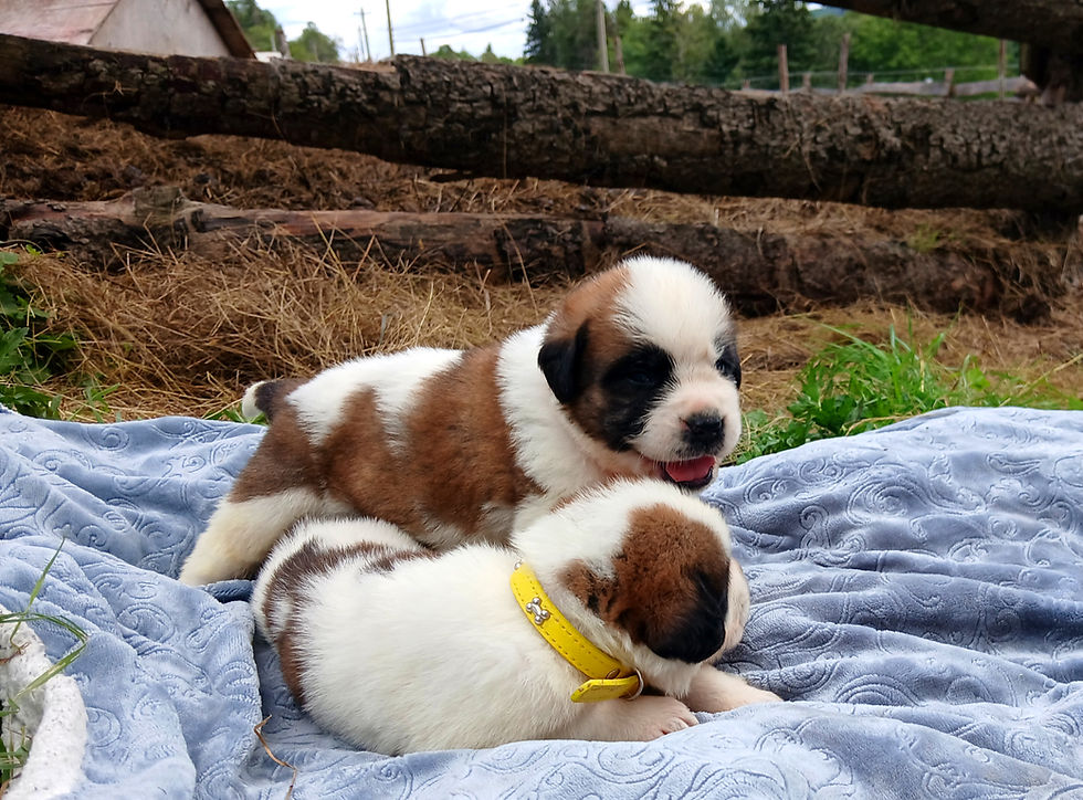 Thumbnail: St. Bernard Puppy, YELLOW BOY