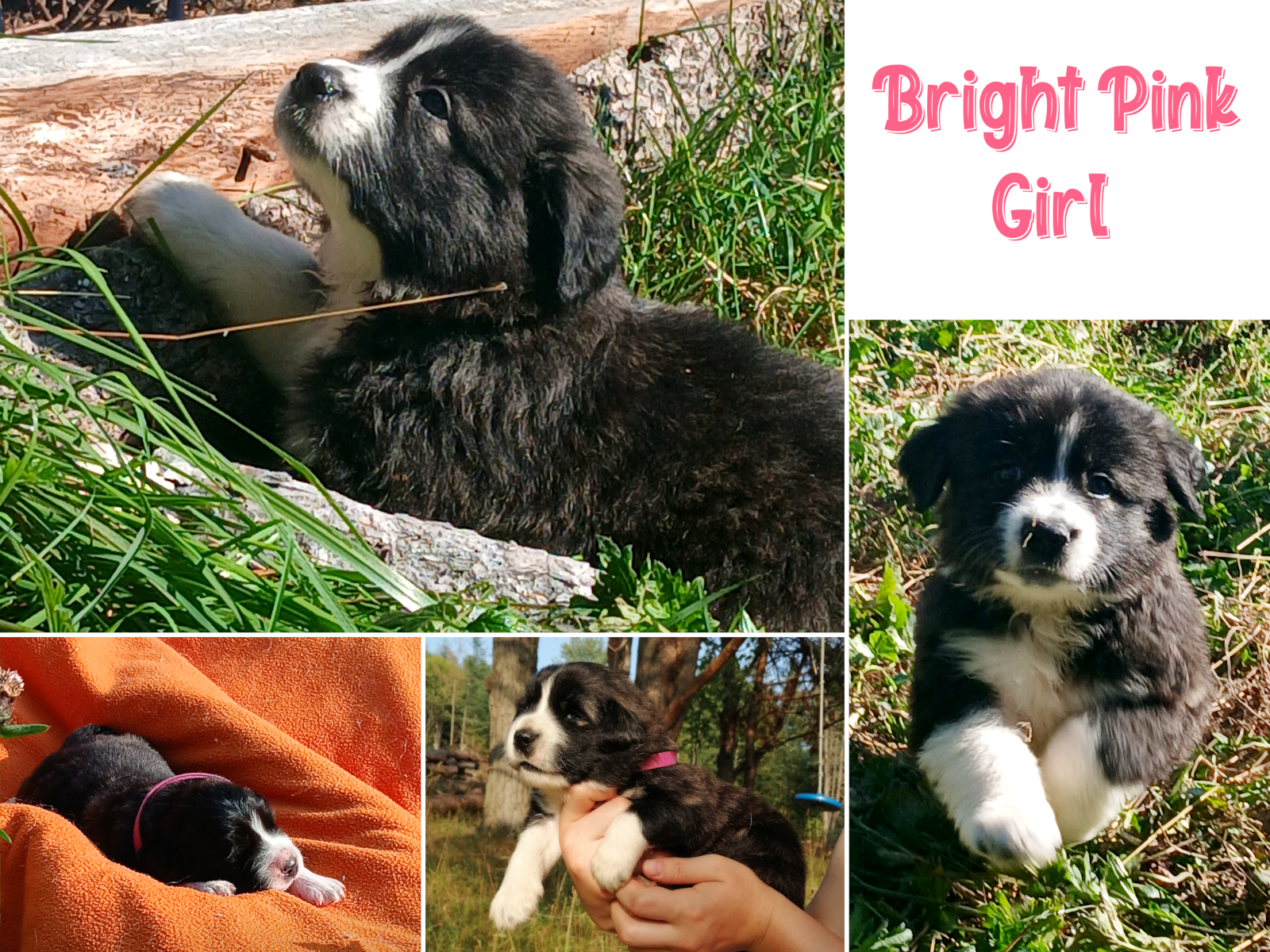 Great Pyrenees Puppy BRIGHT PINK GIRL