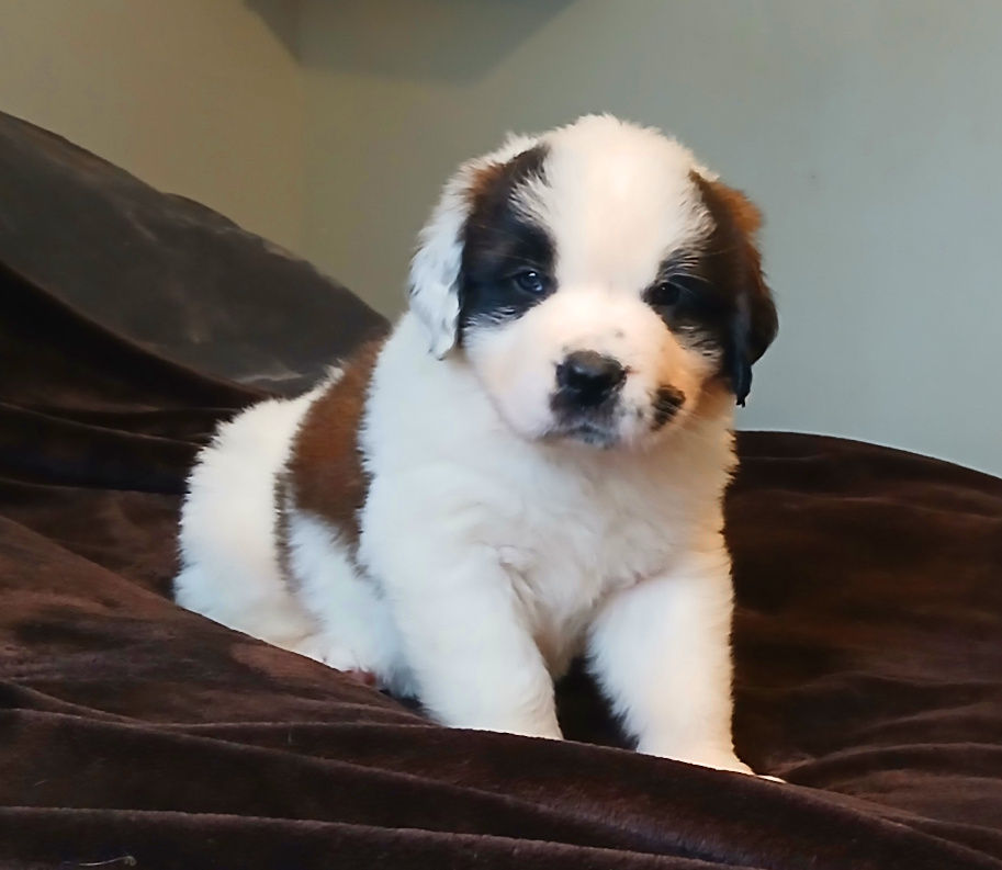 Thumbnail: St. Bernard Puppy, DARK BLUE BOY