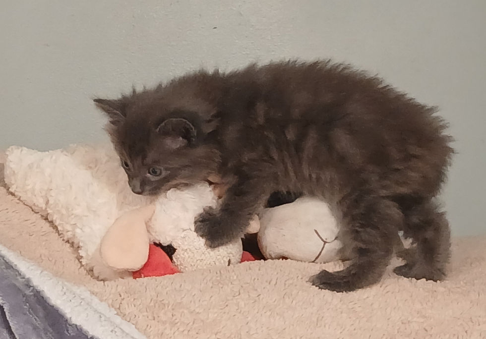Thumbnail: Kitten K (boy) Maine Coon Cross