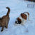 Thumbnail: St. Bernard Puppy, LIME GREEN GIRL