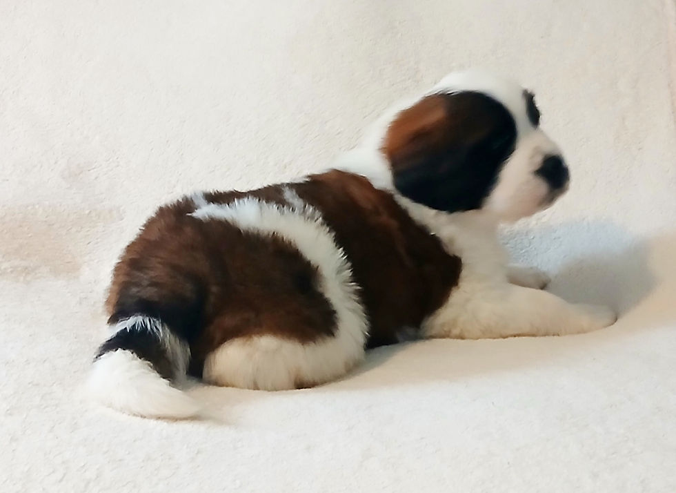 Thumbnail: St. Bernard Puppy, RED BOY