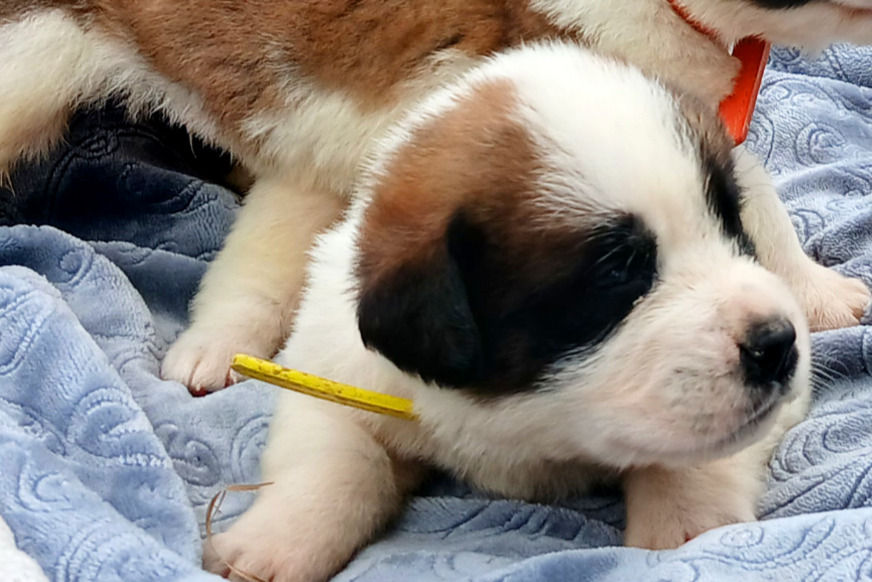 Thumbnail: St. Bernard Puppy, YELLOW BOY
