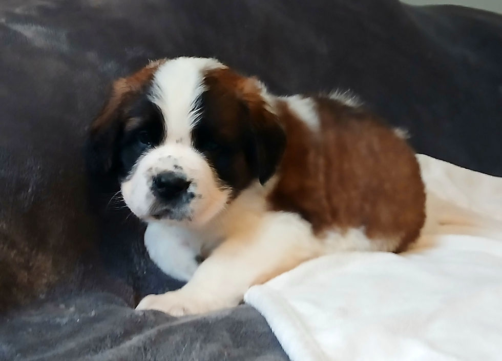 Thumbnail: St. Bernard Puppy, YELLOW BOY