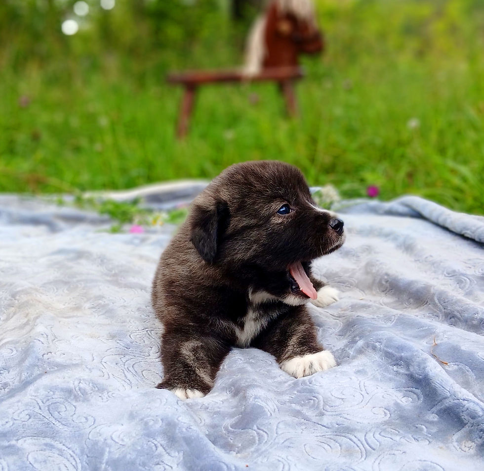 Thumbnail: Great Pyrenees Puppy, Light Purple Collar GIRL