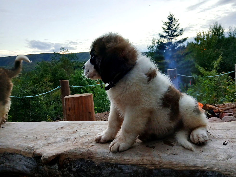 Thumbnail: St. Bernard Puppy, DARK BLUE BOY