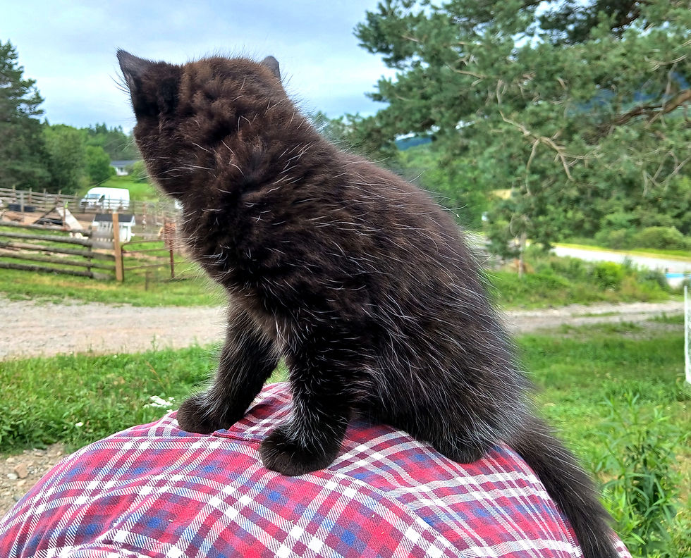 Thumbnail: Kitten J (black smoke boy) Maine Coon Cross