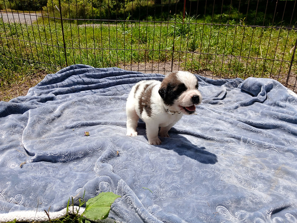 Thumbnail: St. Bernard Puppy, WHITE BOY (largest of litter)