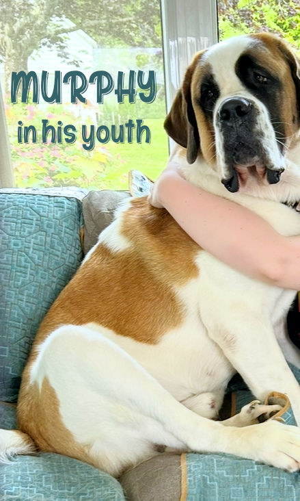 Thumbnail: St. Bernard Puppy, YELLOW BOY