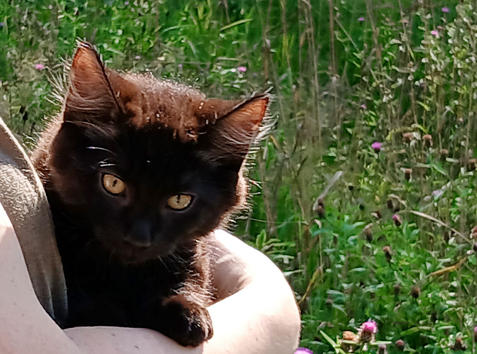 Thumbnail: Kitten J (black smoke boy) Maine Coon Cross