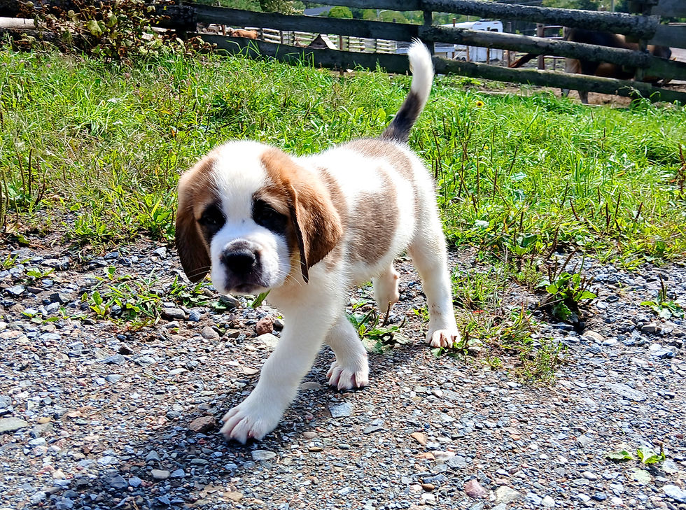 Thumbnail: St. Bernard Puppy, GREEN BOY
