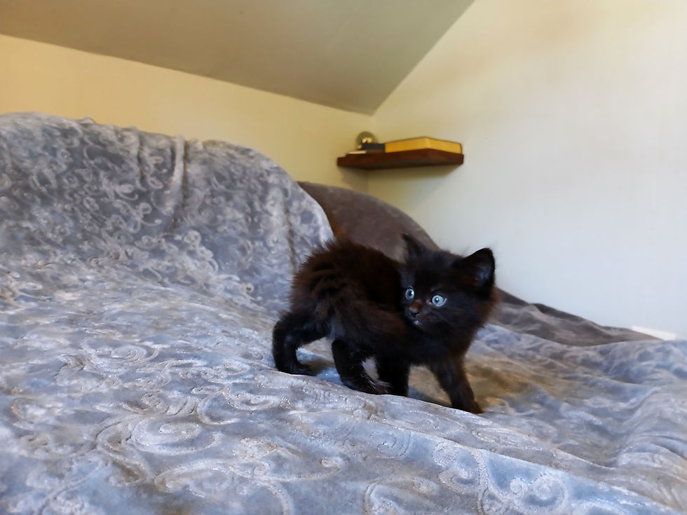 Thumbnail: Kitten H (boy) Maine Coon Cross