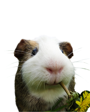 31.png