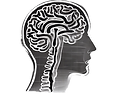 brain black and white outline translucent background.png