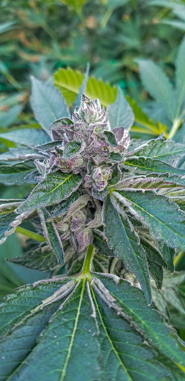 Cannabis with rich purple hue