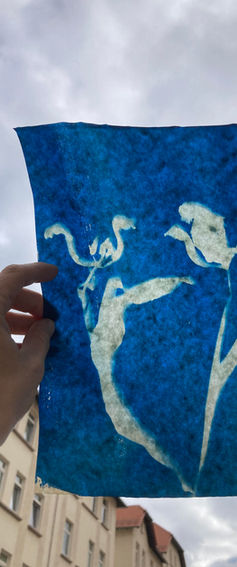 Tulpen Cyanotyp mini.jpg