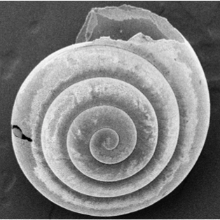TINY PROPHETS OF CLIMATE CHANGE